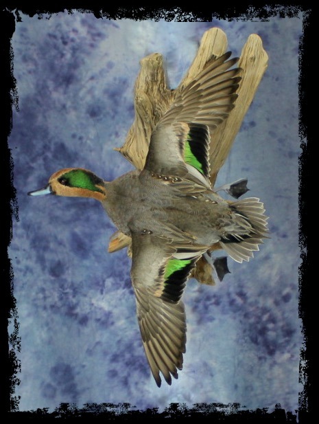 Aar Birds: Offering World-class Waterfowl And Upland Bird Taxidermy 